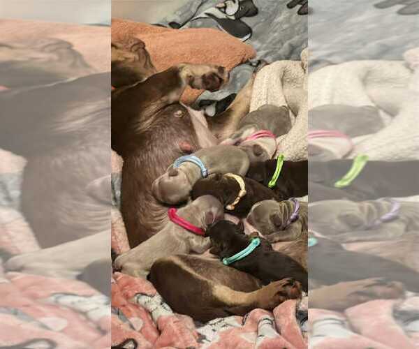 Medium Photo #2 French Bulldog Breeder Profile in PEWAUKEE, WI, USA