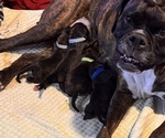 Small Photo #4 Boxer Breeder Profile in LANSING, MI, USA
