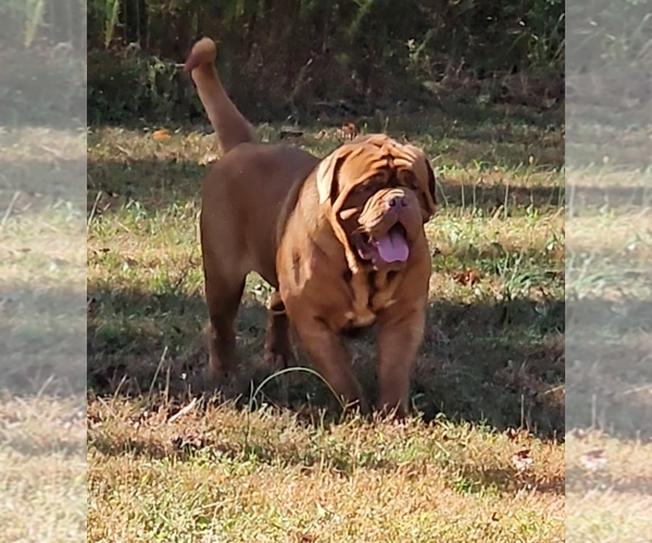 Medium Photo #1 Dogue de Bordeaux Breeder Profile in MONROE, GA, USA
