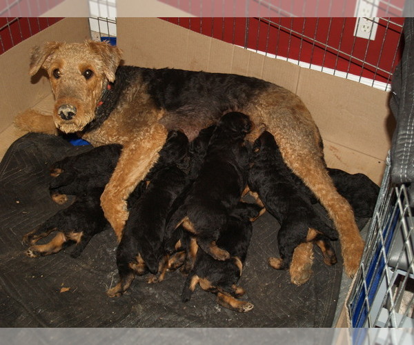 Medium Photo #1 Airedale Terrier Breeder Profile in CHARLESTOWN, IN, USA