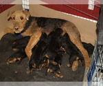 Small Photo #1 Airedale Terrier Breeder Profile in CHARLESTOWN, IN, USA