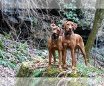 Small Photo #9 Rhodesian Ridgeback Breeder Profile in ONEIDA, TN, USA