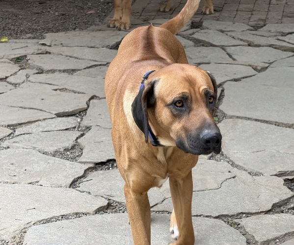 Medium Photo #1 Labrador Retriever-Rhodesian Ridgeback Mix Breeder Profile in FRESNO, CA, USA