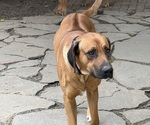 Small Photo #1 Labrador Retriever-Rhodesian Ridgeback Mix Breeder Profile in FRESNO, CA, USA