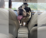 Small Photo #2 Bulldog Breeder Profile in LOCUST, NC, USA
