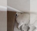Small Photo #20 Samoyed Breeder Profile in DALY CITY, CA, USA