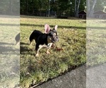 Small Photo #7 French Bulldog Breeder Profile in GREENVILLE, SC, USA