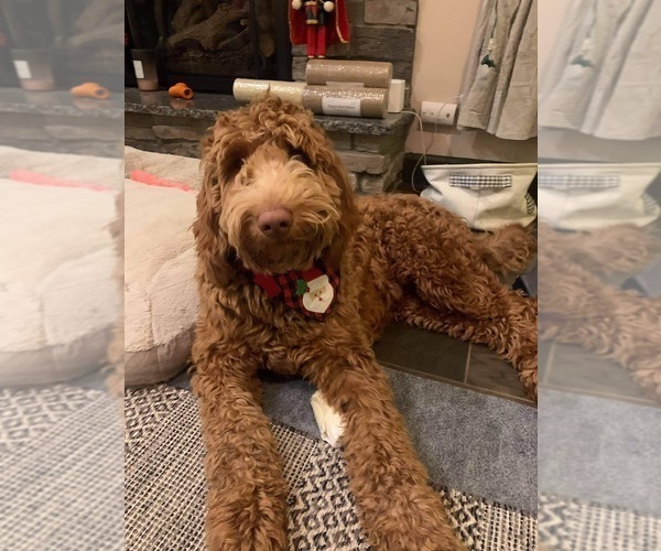 Medium Photo #1 Goldendoodle mix (+ Poodle Standard) Breeder Profile in GR BLANC, MI, USA