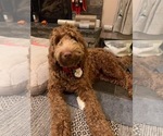 Small Photo #1 Goldendoodle mix (+ Poodle Standard) Breeder Profile in GR BLANC, MI, USA