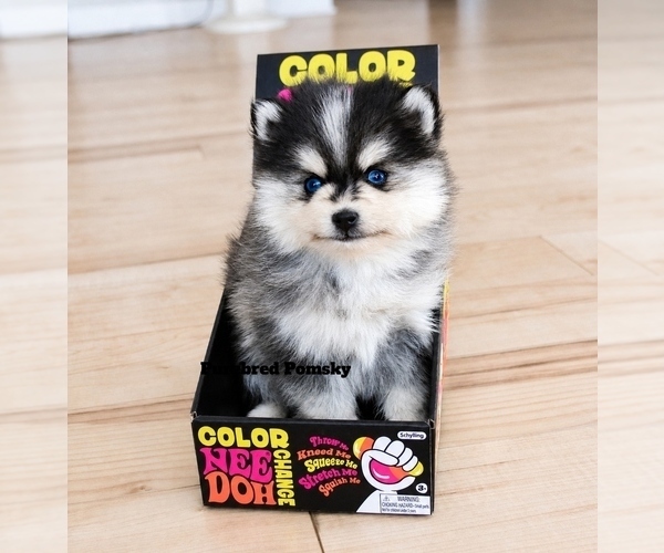 Medium Photo #1 Pomsky Breeder Profile in KANSAS CITY, MO, USA