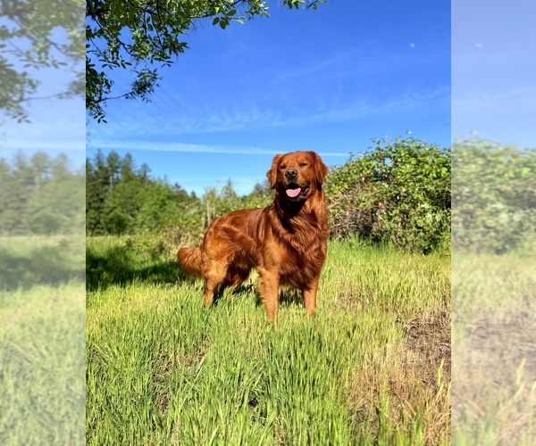 Medium Photo #1 Golden Retriever Breeder Profile in JUNCTION CITY, OR, USA