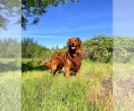 Small Photo #1 Golden Retriever Breeder Profile in JUNCTION CITY, OR, USA