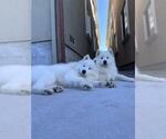Small Photo #19 Samoyed Breeder Profile in DALY CITY, CA, USA