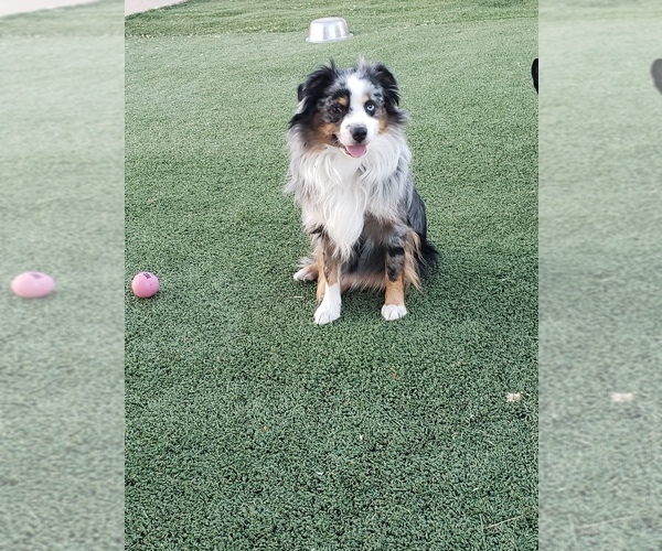 Medium Photo #1 Aussie-Corgi Breeder Profile in BRIGGSDALE, CO, USA