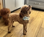 Small Photo #3 Poodle (Toy) Breeder Profile in MADERA, CA, USA