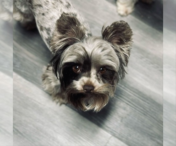 Medium Photo #5 Yorkshire Terrier Breeder Profile in KEITHVILLE, LA, USA