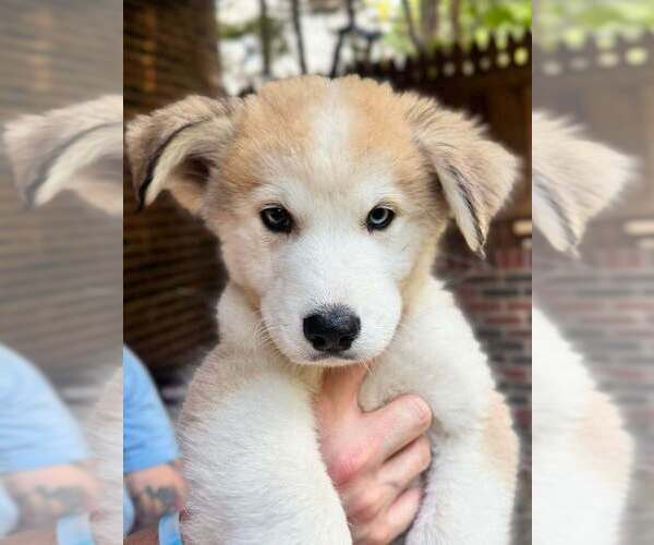 Medium Photo #3 Golden Pyrenees-Siberian Husky Mix Breeder Profile in HICKORY, NC, USA