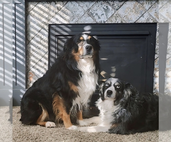 Medium Photo #1 Australian Shepherd Breeder Profile in SAINT JOHN, IN, USA