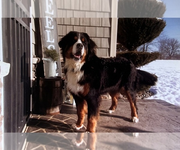 Medium Photo #1 Bernese Mountain Dog Breeder Profile in SYRACUSE, IN, USA