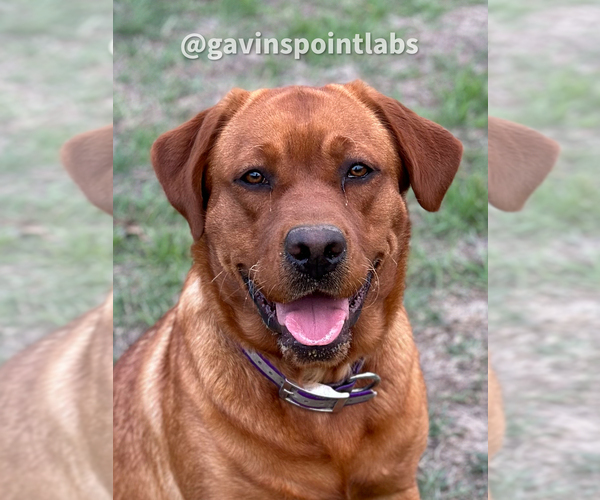 Medium Photo #7 Labrador Retriever Breeder Profile in BLUFF DALE, TX, USA
