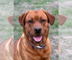 Small Photo #7 Labrador Retriever Breeder Profile in BLUFF DALE, TX, USA