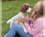 Small Photo #1 Springerdoodle Breeder Profile in CHETEK, WI, USA
