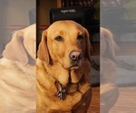 Small Photo #3 Labrador Retriever Breeder Profile in BUFFALO, NY, USA