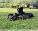 Small Photo #3 German Shepherd Dog Breeder Profile in PERKINSVILLE, VT, USA