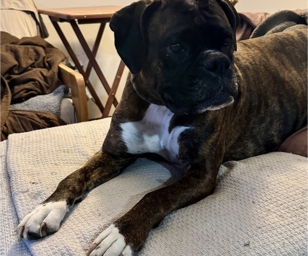 Medium Photo #14 Boxer Breeder Profile in LANSING, MI, USA
