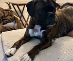 Small Photo #9 Boxer Breeder Profile in LANSING, MI, USA