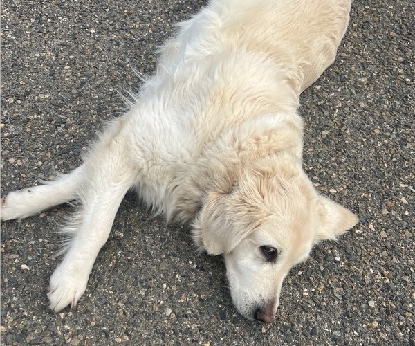Medium Photo #8 English Cream Golden Retriever Breeder Profile in PLYMOUTH, CA, USA