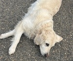 Small Photo #8 English Cream Golden Retriever Breeder Profile in PLYMOUTH, CA, USA