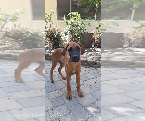 Medium Photo #7 Rhodesian Ridgeback Breeder Profile in RIVERSIDE, CA, USA