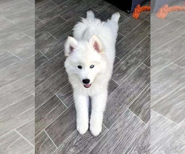 Medium Photo #2 Samoyed Breeder Profile in DALY CITY, CA, USA