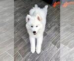 Small Photo #2 Samoyed Breeder Profile in DALY CITY, CA, USA