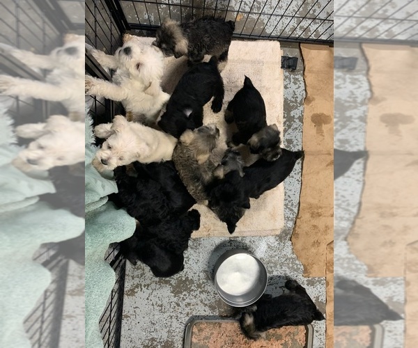 Medium Photo #2 Schnauzer (Miniature) Breeder Profile in MURFREESBORO, TN, USA