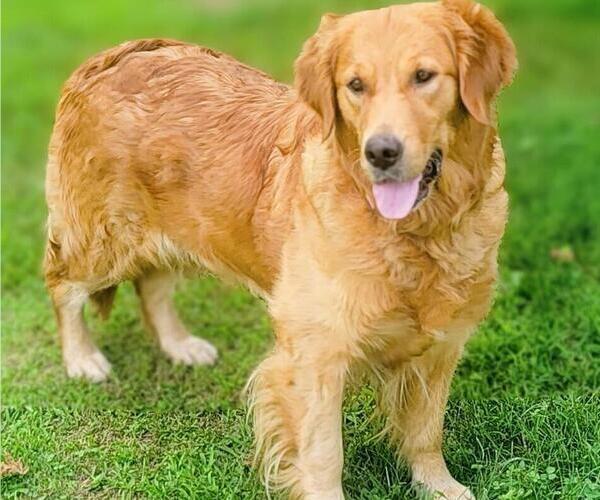 Medium Photo #3 Golden Retriever Breeder Profile in SPARTA, NC, USA