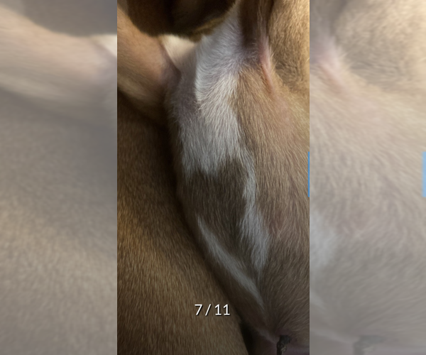 Medium Photo #16 Rhodesian Ridgeback Breeder Profile in RIVERSIDE, CA, USA