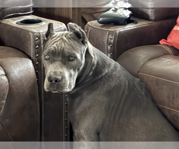 Medium Photo #3 Cane Corso Breeder Profile in REEVESVILLE, SC, USA