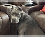 Small Photo #3 Cane Corso Breeder Profile in REEVESVILLE, SC, USA