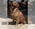 Small Photo #2 English Cream Golden Retriever Breeder Profile in DEERFIELD BEACH, FL, USA