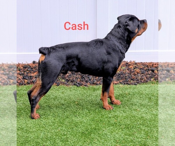 Medium Photo #1 Rottweiler Breeder Profile in GRESHAM, OR, USA