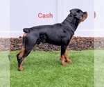 Small Photo #1 Rottweiler Breeder Profile in GRESHAM, OR, USA