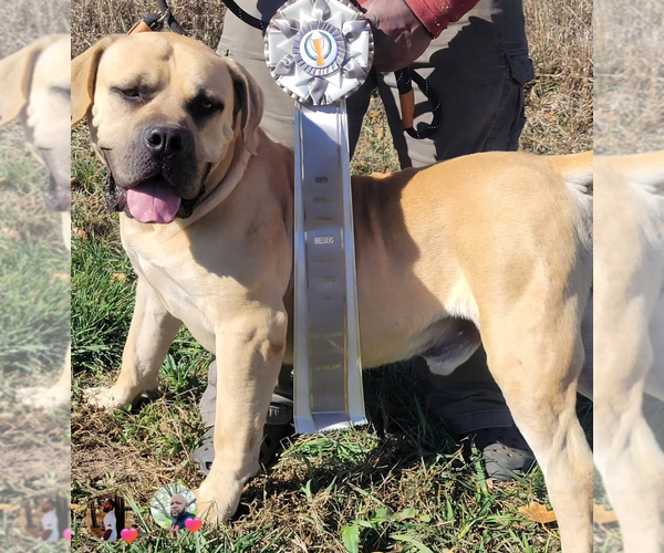 Medium Photo #2 Boerboel Breeder Profile in BELLEVUE, NE, USA