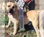 Small Photo #2 Boerboel Breeder Profile in BELLEVUE, NE, USA