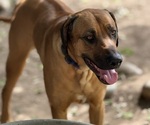 Small Photo #3 Labrador Retriever-Rhodesian Ridgeback Mix Breeder Profile in FRESNO, CA, USA