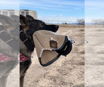 Small Photo #3 German Shepherd Dog Breeder Profile in LAKE ELSINORE, CA, USA