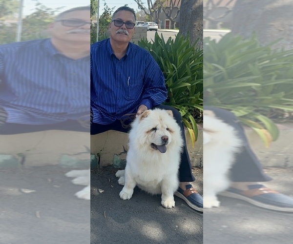 Medium Photo #6 Chow Chow Breeder Profile in FONTANA, CA, USA