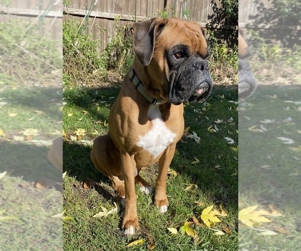 Medium Photo #1 Boxer Breeder Profile in LANSING, MI, USA