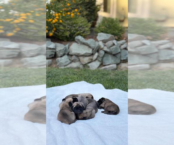 Medium Photo #4 Mastiff Breeder Profile in ATWATER, CA, USA
